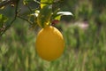 Spring Bloom Series - Meyers Lemon Tree Blooms - Citrus x meyeri