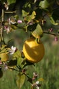 Spring Bloom Series - Meyers Lemon Tree Blooms - Citrus x meyeri Royalty Free Stock Photo