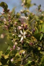 Spring Bloom Series - Meyers Lemon Tree Blooms - Citrus x meyeri