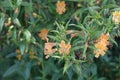 Spring Bloom Series - Orange Monkeyflower - Diplacus Aurantiacus Royalty Free Stock Photo