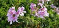 Spring Bloom Series - Pink Scented Geranium Flowers