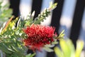 Spring Bloom Series - Red Bottlebrush Flowers - Callistemon