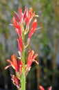 Spring Bloom Series - Red Canna Flowers - Cannaceae Royalty Free Stock Photo