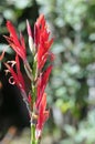 Spring Bloom Series - Red Canna Flowers - Cannaceae Royalty Free Stock Photo