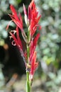 Spring Bloom Series - Red Canna Flowers - Cannaceae Royalty Free Stock Photo