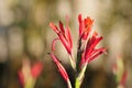 Spring Bloom Series - Red Canna Flowers - Cannaceae Royalty Free Stock Photo