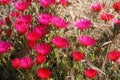 Spring Bloom Series - Red Magenta Purple Ice Plant - Aizoaceae