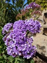 Spring Bloom Series: Statice - Sea Lavender
