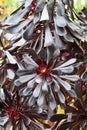 Spring Bloom Series - Stunning Black Leaves on Aeonium Zwartkop