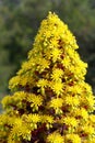 Spring Bloom Series - Stunning Black Leaves on Aeonium Zwartkop Succulent