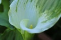 Spring Bloom Series - White with green variegated Calla Lily - Zantedeschia elliottiana Royalty Free Stock Photo
