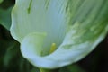 Spring Bloom Series - White with green variegated Calla Lily - Zantedeschia elliottiana Royalty Free Stock Photo