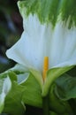 Spring Bloom Series - White with green variegated Calla Lily - Zantedeschia elliottiana Royalty Free Stock Photo