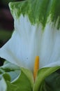 Spring Bloom Series - White with green variegated Calla Lily - Zantedeschia elliottiana Royalty Free Stock Photo