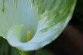 Spring Bloom Series - White with green variegated Calla Lily - Zantedeschia elliottiana Royalty Free Stock Photo