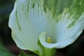 Spring Bloom Series - White with green variegated Calla Lily - Zantedeschia elliottiana Royalty Free Stock Photo