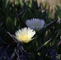 Spring Bloom Series - White with Yellow Ice Plant - Aizoaceae