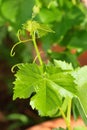 Spring Bloom Series - Young grape plant leaves - Vitis - Vitaceae