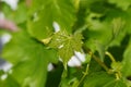 Spring Bloom Series - Young grape plant leaves - Vitis - Vitaceae