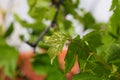 Spring Bloom Series - Young grape plant leaves - Vitis - Vitaceae