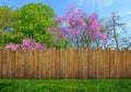 Spring bloom tree in backyard and garden fence Royalty Free Stock Photo