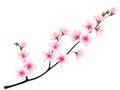 Spring bloom tree branch with pink flowers Royalty Free Stock Photo