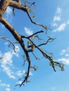 spring bloom on tree branches fresh green buds