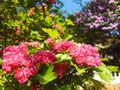 spring bloom on tree branches fresh green buds