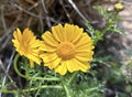 Spring bloom of a wild CrownDaisy (lat.- Glebionis coronaria