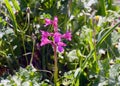 Spring bloom of a wild orchid (lat.- Orchis