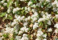 Spring bloom of a wild subshrub Paronychia sinaica (lat.- Paronychia sinaica