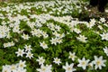 Spring bloom of the wood anemones closeup photo