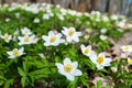 Spring bloom of the wood anemones closeup photo