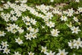 Spring bloom of the wood anemones closeup photo