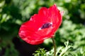 Spring Blooming Anemones Anemone coronaria