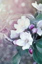 Spring blooming apple flowers -natural spring floral