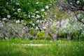 Spring blooming apple orchard. Branches of a blossoming apple tree Royalty Free Stock Photo