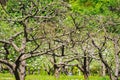 Spring blooming apple orchard. Branches of a blossoming apple tree Royalty Free Stock Photo