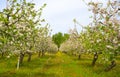 Spring blooming apple orchard Royalty Free Stock Photo