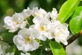 Spring blooming apple tree. Beautiful Apple flowers with white petals bloom in garden. Malus domestica, horticulture, fruit trees Royalty Free Stock Photo