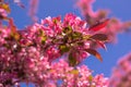 Spring blooming apple tree with bright pink saturated flowers blooms in the park against a background of blue sky Royalty Free Stock Photo