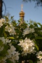 Spring and blooming apple tree Christian church Royalty Free Stock Photo