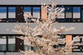 Spring blooming apple tree in internal garden of modern office building Royalty Free Stock Photo