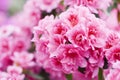 Spring blooming of Azalea