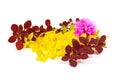 Spring blooming barberry branches with yellow and red leaves, barbs and pink flower, template for text or design. Close-up Royalty Free Stock Photo