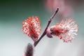 Spring blooming beautiful willow branch closeup