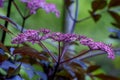 Spring blooming Black Lace Elderberry shrub