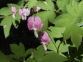 A spring blooming bleeding heart flower also known as lamprocapnos spectabilis and formerly the dicentra.