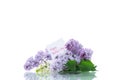 Spring blooming bouquet of lilac isolated on white Royalty Free Stock Photo