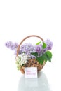 Spring blooming bouquet of lilac isolated on white Royalty Free Stock Photo